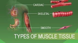 Anatomy and Physiology of Tissues