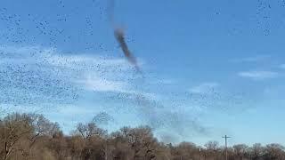 Flock of Starling Birds Swirl Above Northern California Skies