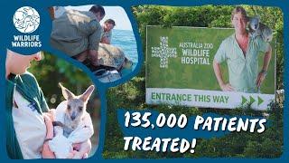 Astounding achievements at the Australia Zoo Wildlife Hospital