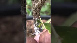 Kumquat Fruit Budding on Sweet Orange Tree EP137 #fruitgrafting #grafting #graftingtechniques