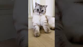 Как отучить котика будить вас ночью.