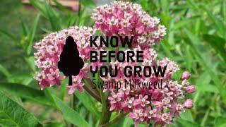 Know before you grow -Swamp Milkweed