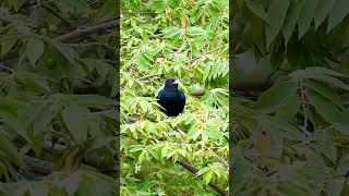 cuckoo bird(kokil) #original sound#singapore #viral #shorts