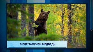 В Ене замечен медведь