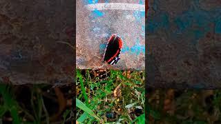 #Schmetterling - #Butterfly #DanyelGérard