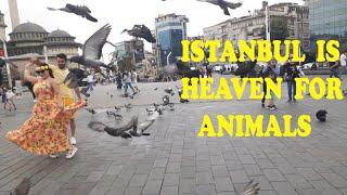 ISTANBUL  is heaven for animals