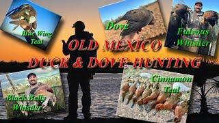 Mexico Duck & Dove Hunting. Waterfowl Hunting Cinnamon Teal.