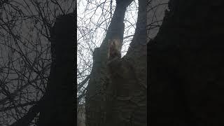 Today, a squirrel in the yard / Сегодня, белка во дворе #shorts