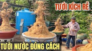 Xem cách tưới kích rễ tưới nước dàn mai bạc tỷ vườn chú Sáu Bình Dương nổi tiếng võ lâm đại cao thủ