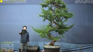 12월 10일(火) 138회차 Live 방송 【스마일분재경매(韓国の盆栽/Korean Bonsai)】