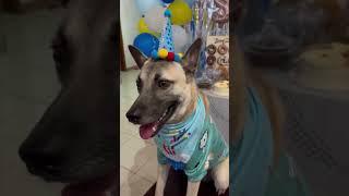 1st Birthday PAWty!  #birthday #birthdaycake #birthdaycelebration #birthdayparty #birthdayvlog