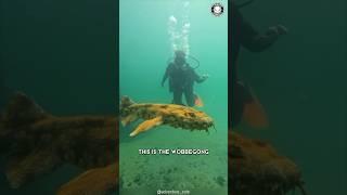 Wobbegong  Hidden SHARK of the Deep!