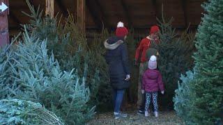 Jones Family Farms is helping families pick the perfect Christmas trees