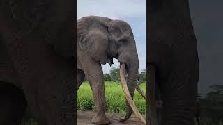 A super tusker elephant in Kenya