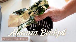 Unboxing A Rare Alocasia & Transferring It To Pon. Video With Alocasia Bridget.