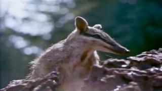 Australia's Animal Mysteries - Nature/Wildlife Documentary