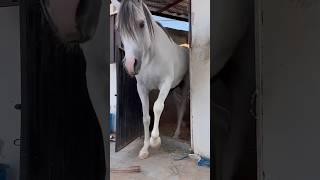 chased by a big horse