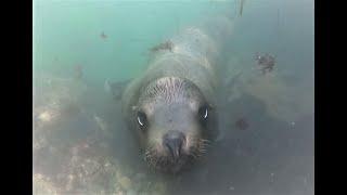 La Jolla, Cove & Caves (by Snorkeling Quest)