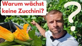 Zucchini ohne Ertrag - in 7 Schritten zu mehr Früchten!