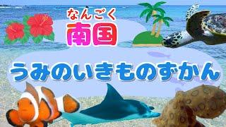 【子供向け 水族館】南国の海の生き物　マンタ、ヒョウモンダコ、カクレクマノミ