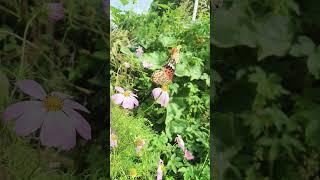 가을 길목 코스모스 나비가족 화창 Autumn street cosmos butterfly family sunny day