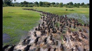 Documental. La difícil y peligrosa migración animal