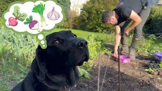 Fresh Homegrown Vegetables All Winter