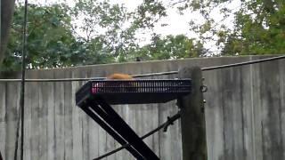 Baby Orangutan Loves His Bucket