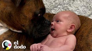 Bebé da sus primeros pasos directamente a su perro | El Dodo