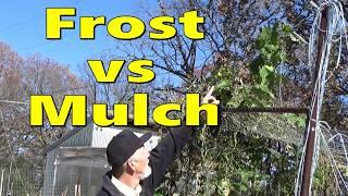 Frost Versus The Deep Mulch Garden