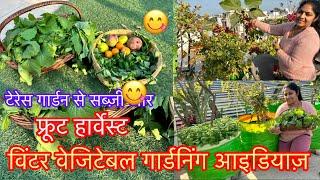 Amazing  fruits and vegetables   Harvesting winter vegetable garden || #terracegarden #vegetables