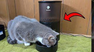 Automatic Cat Feeder Review: Perfect Portion Control for Your Pet