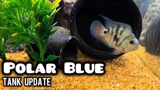 My Polar Parrot Fish Tank Update & Finches Preparation For Breeding Season - Imran's World