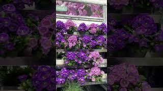 Garden center in Belgium Part-2 l Plantitas l Beautiful flowers l Samson Tribe #shorts