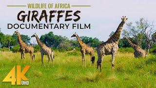 Graceful Giants - فيلم وثائقي من GIRAFFES بدقة 4K UHD - حياة برية لا تصدق في إفريقيا