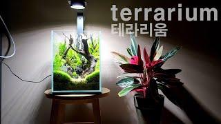 20하이큐브 관리된 숲속 테라리움의 이끼상태는.(Moss condition in the forest terrarium)