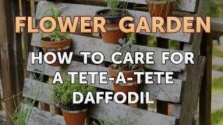 How to Care for a Tete-a-Tete Daffodil