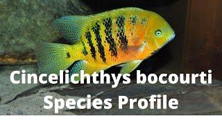 Cincelichthys bocourti Species Profile