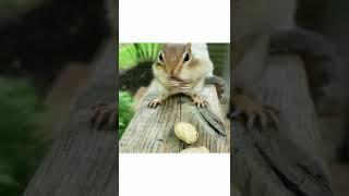 shorts beta/ 2022 funny squirrel video /clip 1166