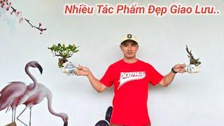 Nhiều Tác Phẩm BonSai Đẹp. Vườn Cây Cảnh Thương Tuy Phước Bình Định Giao Lưu Lh Zalo #0976041409