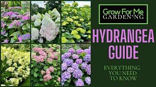 Grow For Me Gardening Guide to Hydrangeas ⭐️ Everything You Need To Know