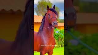 Edit Cavalo Mangalarga Marchador , #vaiprofycaramba #cavalos #foryou