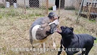 主人准备狠心将中亚犬阉了，真相无奈