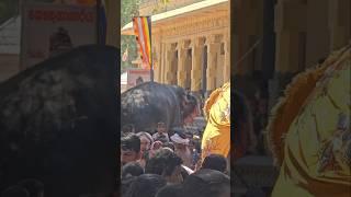 කොහෙ ගියත් කැමක් අරන් යන පුලතිසි|Pulasthi raja #tusker #viralvideo #shots