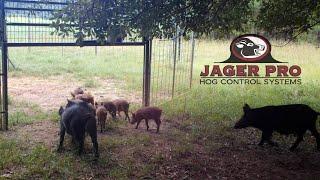 WILD HOG CONTROL | JAGER PRO™ TV Show | SOUNDER TRAPPING SUCCESS