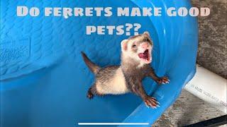 DO FERRETS MAKE GOOD PETS? (watch this video before purchasing a ferret!)