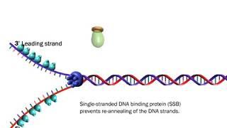 The Proteins Involved in DNA Replication (Life Sciences Outreach, Harvard University)