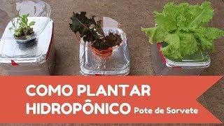 Como plantar HIDROPÔNICO no pote de sorvete!