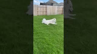 Dog having fun in backyard  Bear #rescuedog #samoyed #husky #Bear #MomoBear