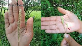 How to identify reed canary grass and its lookalikes